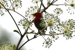 Myzomela caledonica