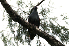Ducula goliath