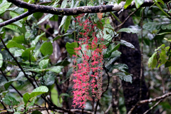Archidendropsis paivana