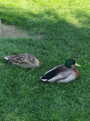 Anas platyrhynchos