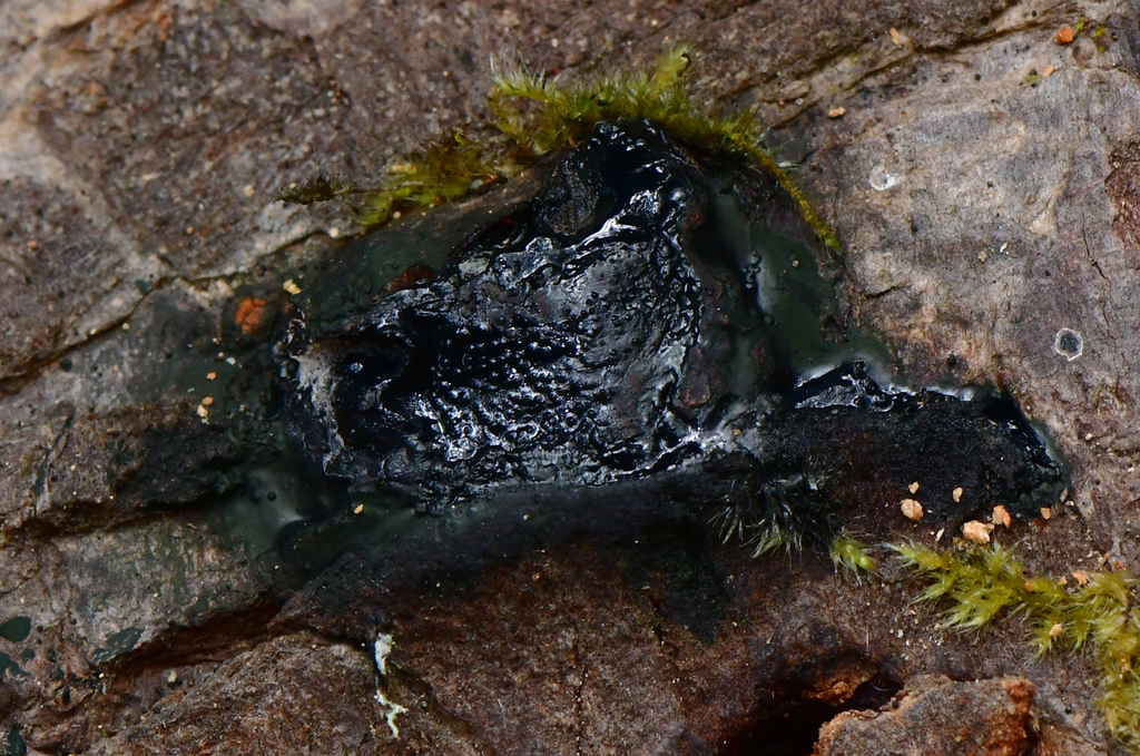Camarops tubulina