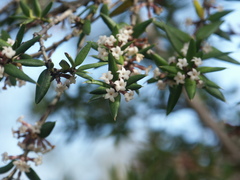 Alyxia ruscifolia