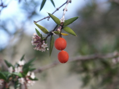 Alyxia ruscifolia