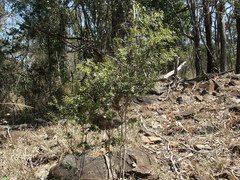Alyxia ruscifolia