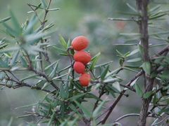 Alyxia ruscifolia