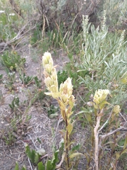 Castilleja septentrionalis