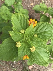 Lantana × strigocamara