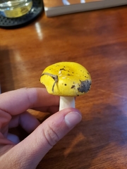 Russula lutea