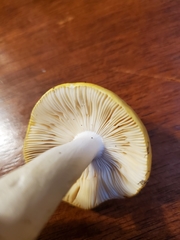 Russula lutea