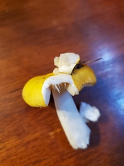 Russula lutea