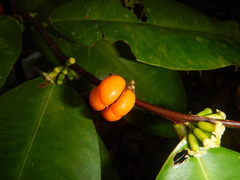Aquilaria filaria