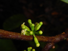 Aquilaria filaria