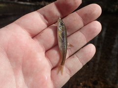 Clinostomus funduloides