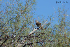 Rhinocrypta lanceolata
