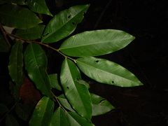 Aquilaria filaria