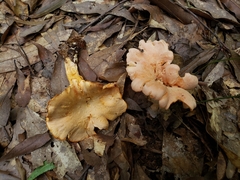 Cantharellus velutinus