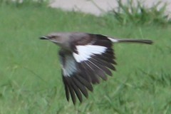 Mimus polyglottos