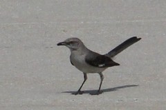 Mimus polyglottos