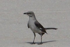 Mimus polyglottos