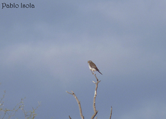 Spiziapteryx circumcincta