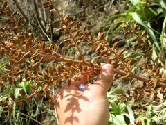 Hechtia huamelulaensis