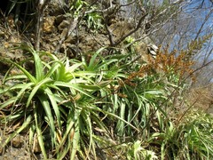 Hechtia huamelulaensis