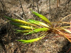 Tillandsia roland-gosselinii