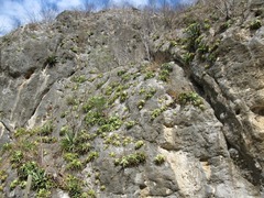 Hechtia huamelulaensis