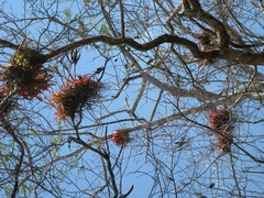 Tillandsia roland-gosselinii