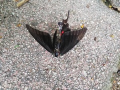 Mimoides thymbraeus aconophos