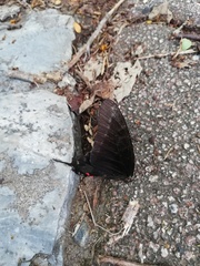 Mimoides thymbraeus aconophos