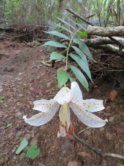 Lilium auratum