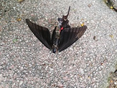 Mimoides thymbraeus aconophos