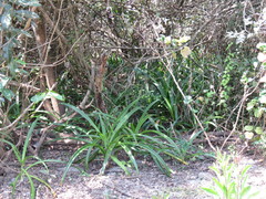Hymenocallis concinna