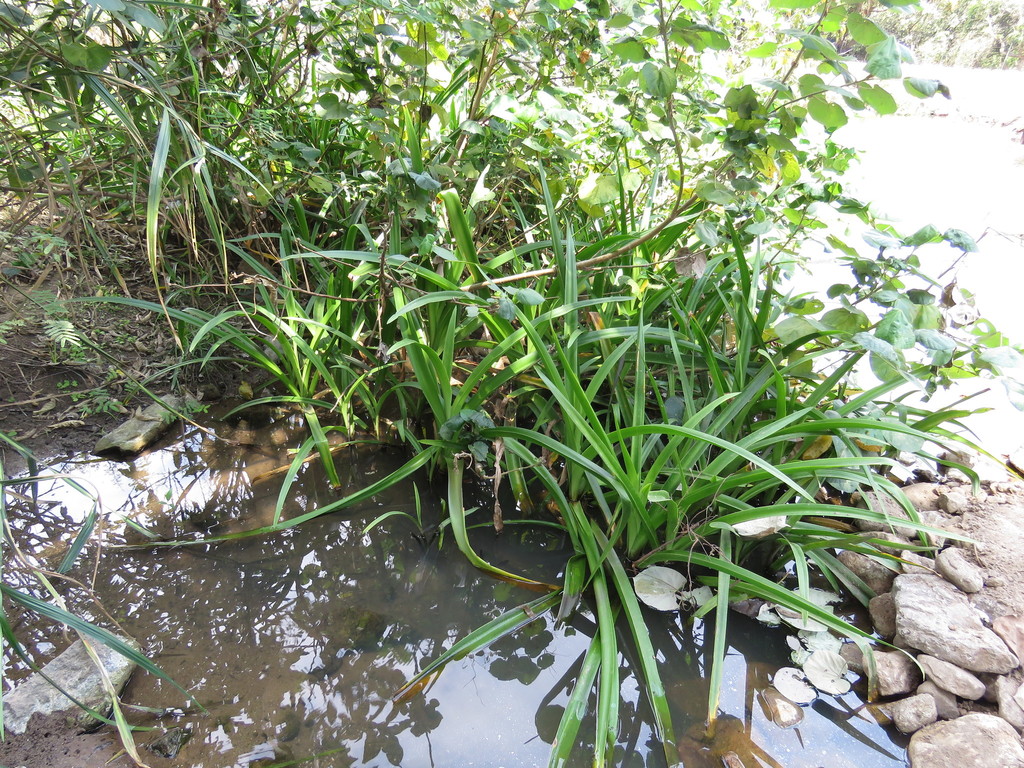 Lirio araña