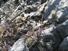 Tillandsia intermedia