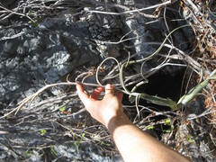 Tillandsia intermedia
