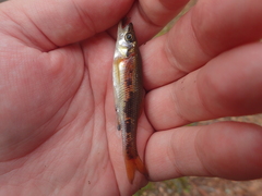 Clinostomus funduloides