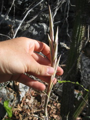 Tillandsia intermedia