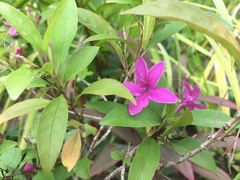 Pseuderanthemum laxiflorum