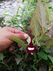 Aristolochia nelsonii