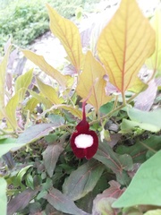 Aristolochia nelsonii