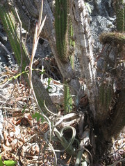 Tillandsia intermedia