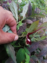 Aristolochia nelsonii