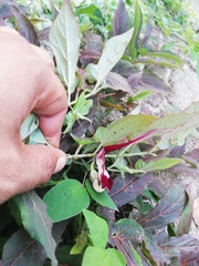 Aristolochia nelsonii