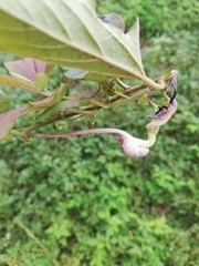 Aristolochia nelsonii