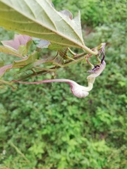 Aristolochia nelsonii