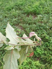 Aristolochia nelsonii