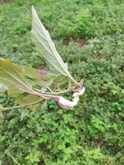 Aristolochia nelsonii