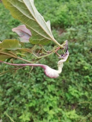 Aristolochia nelsonii
